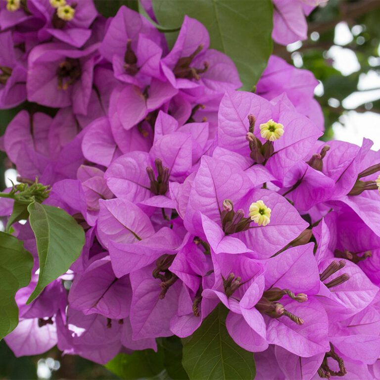 bougainvilliea parme