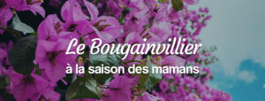 bougainvillier en livraison en france