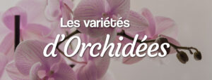 les variétés d'orchidées