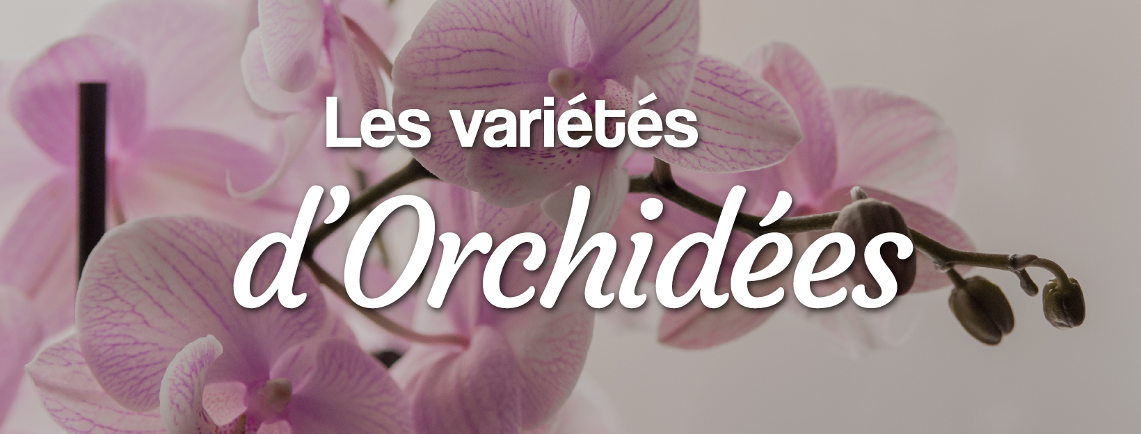 les variétés d'orchidées