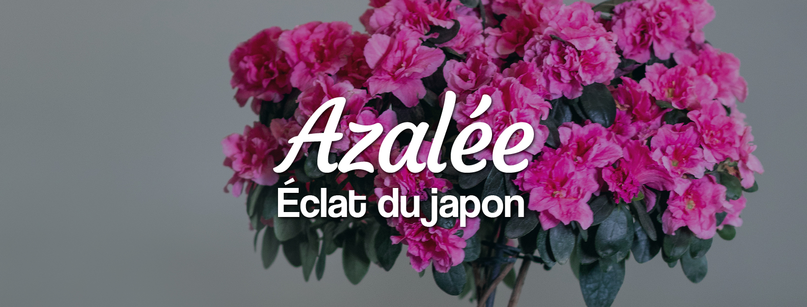 livraison de plante Azalée en fleurs en hiver