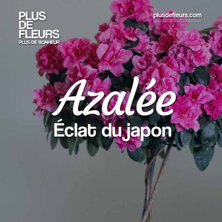 livraison de plante Azalée en fleur