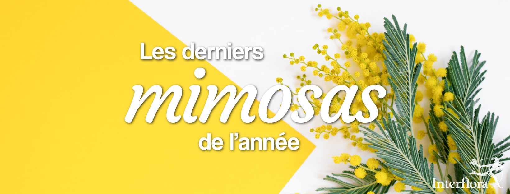 derniers mimosas de la saison