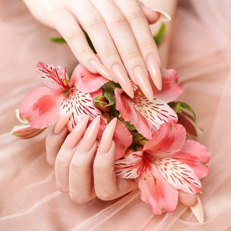 alstroemeria rose