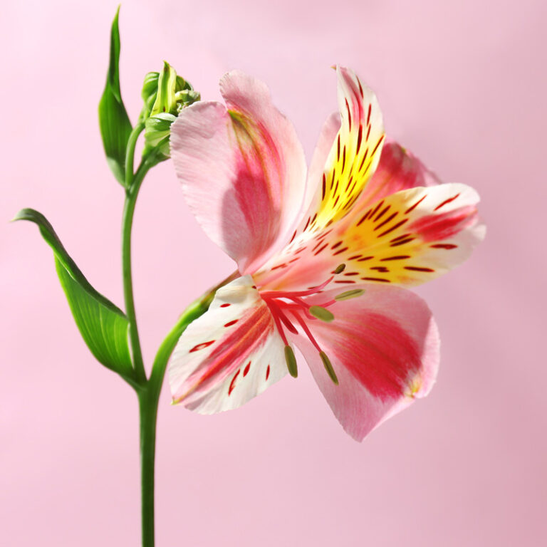 alstroemeria fleurie