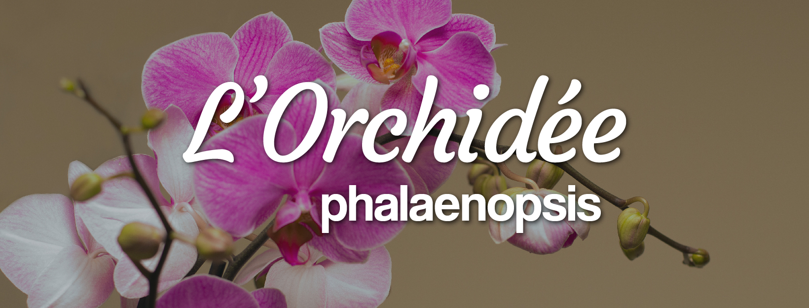 orchidée phalaenopsis