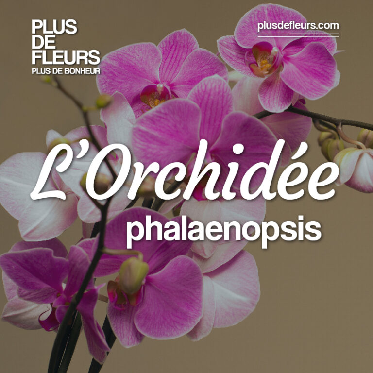 orchidées phalaenopsis livraison en France