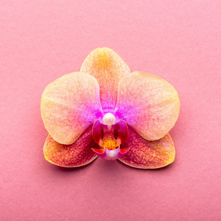 orchidées phalaenopsis livraison en France