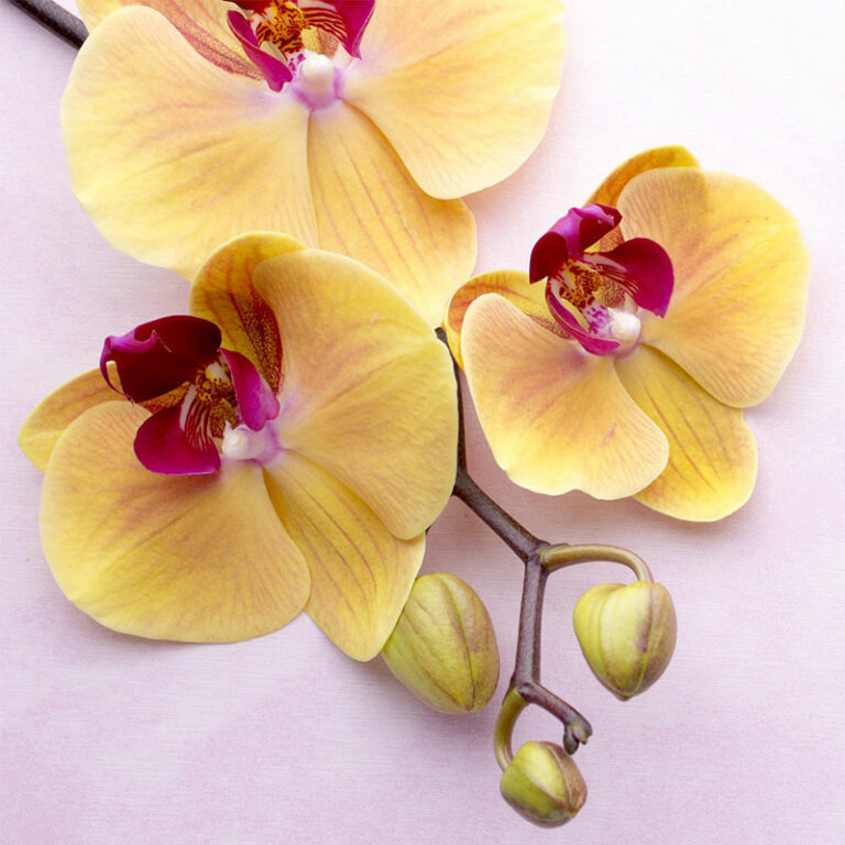 orchidées phalaenopsis livraison en France