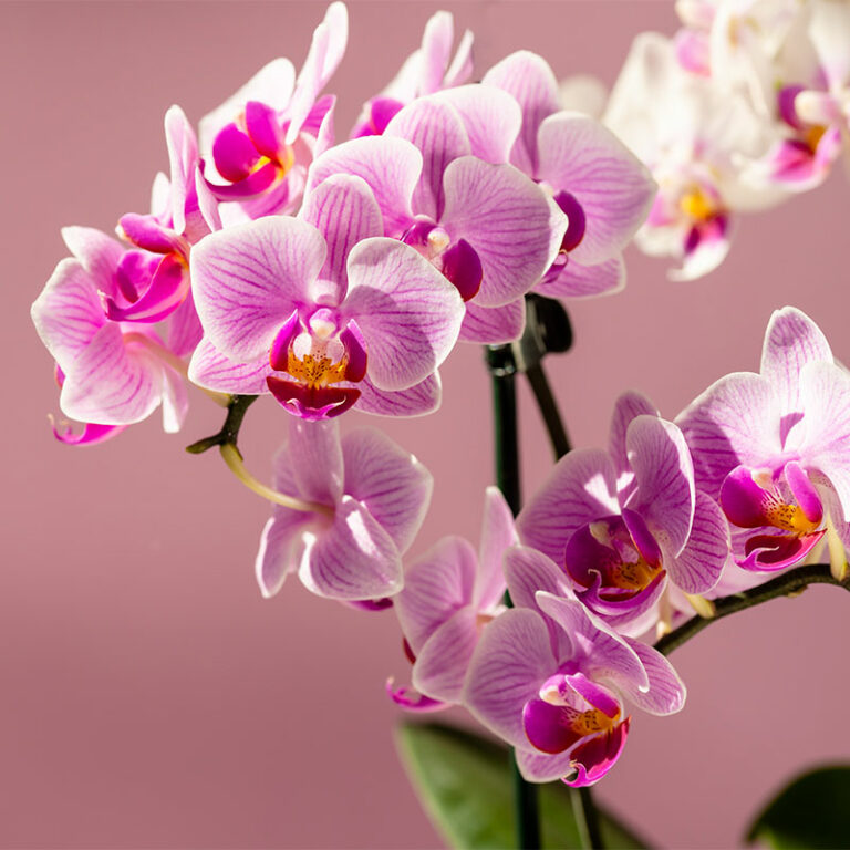 orchidées phalaenopsis livraison en France