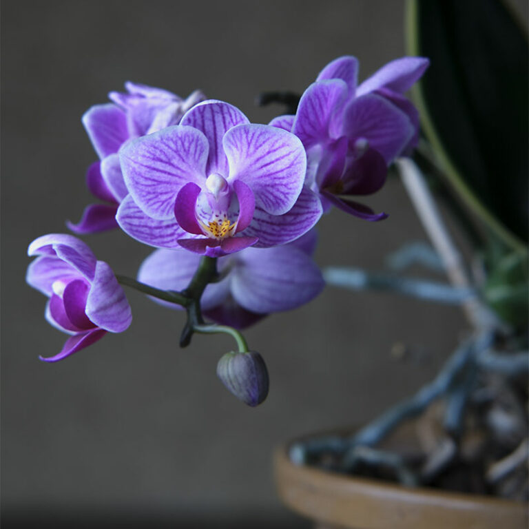 orchidées phalaenopsis livraison en France