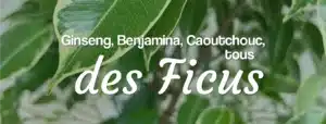 livraison de variété de ficus