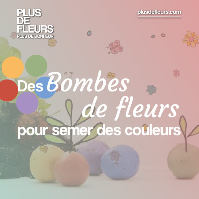 des bombes de fleurs pour semer des couleurs