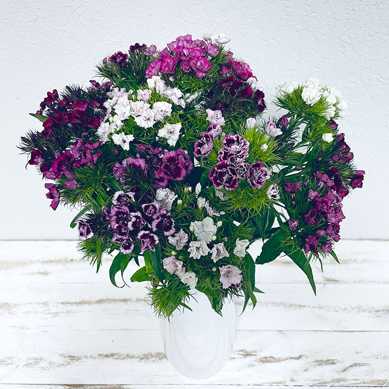 Livraison bouquet d'oeillets multicolors - classique - Bouquet de