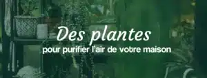 Des plantes pour purifier l'air de votre maison