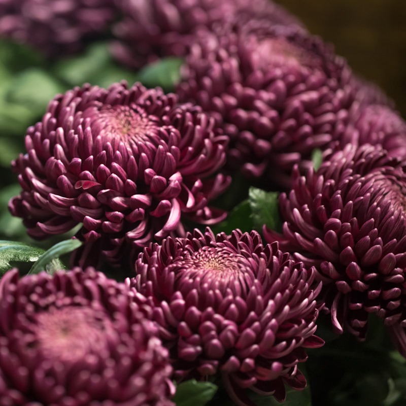 chrysanthèmes pourpres