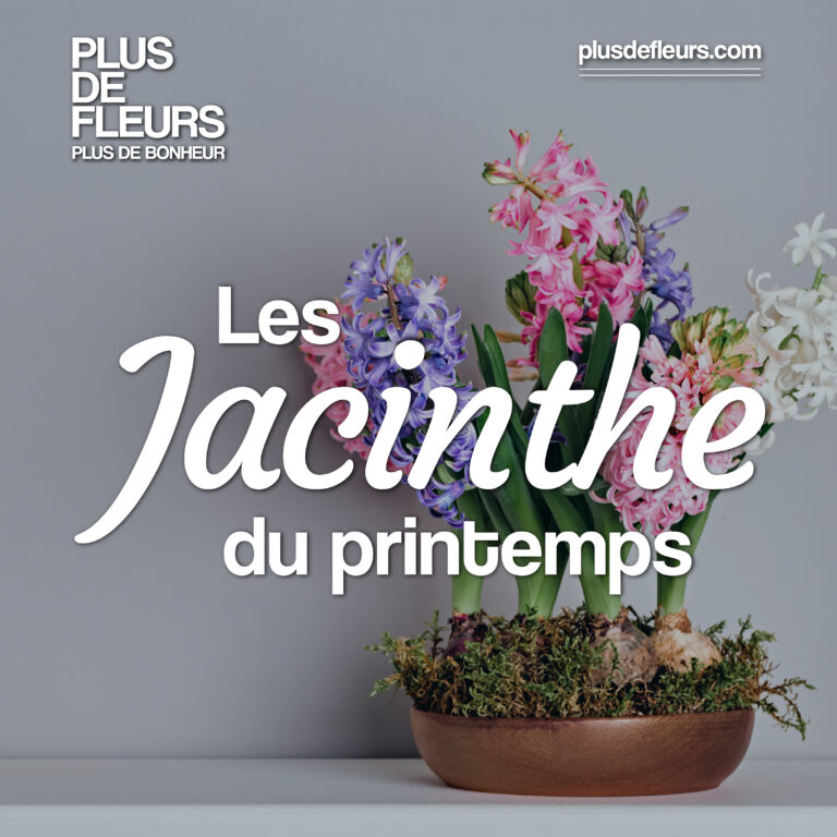 jacinthe plante fleurie du printemps