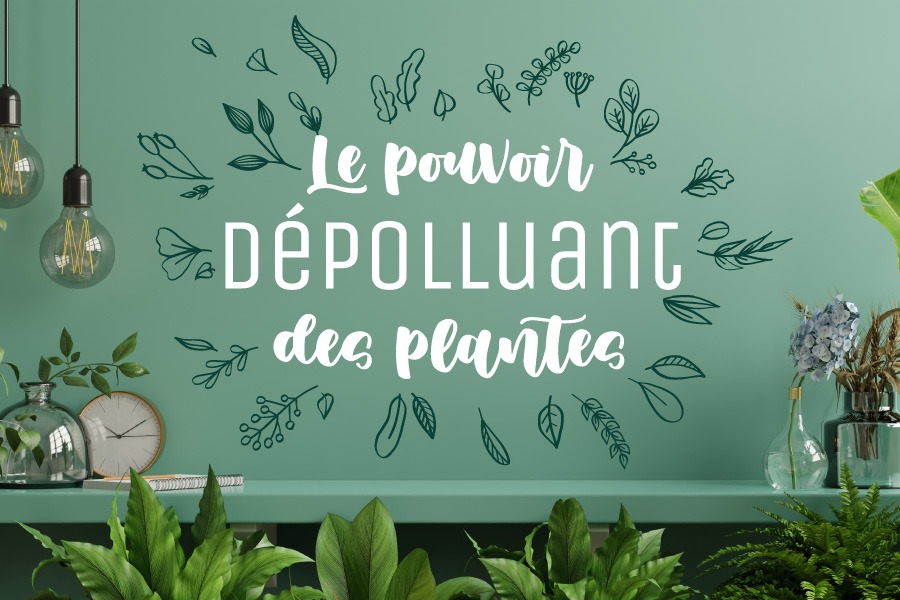 le super pouvoir des plantes à air pur