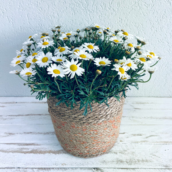 anthemis marguerite à planter en pot