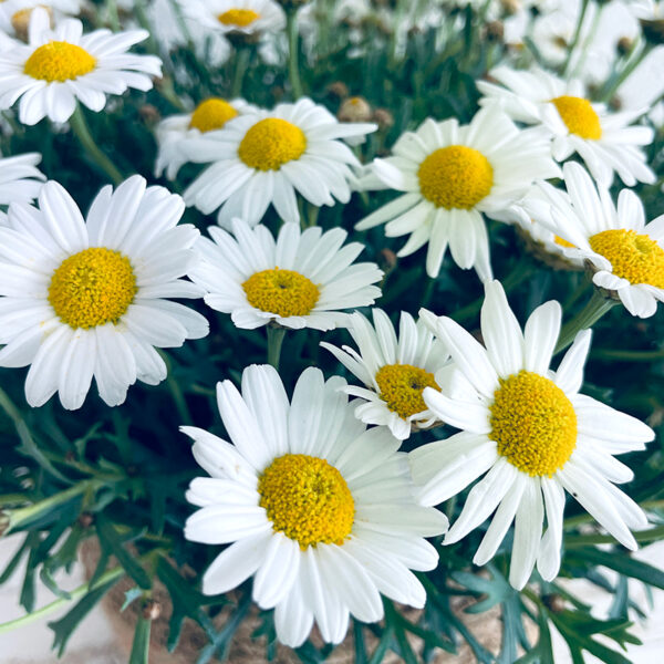 anthemis marguerite à planter en pot