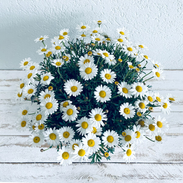 anthemis marguerite à planter en pot