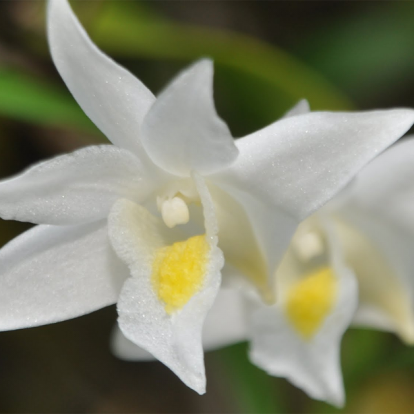 orchidée dendrobium blanche