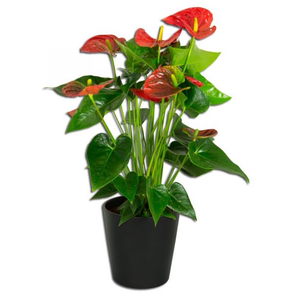 Anthurium Rouge L'anthurium est une plante d'intérieur originaire d'Amérique du sud. On voit souvent cette plante tropicale avec de magnifiques fleurs rouges mais il existe de très nombreuses couleurs allant du blanc au chocolat en passant par le vert et le rose. C'est la plante idéale pour faire rentrer les tropiques dans votre salon  Plantes