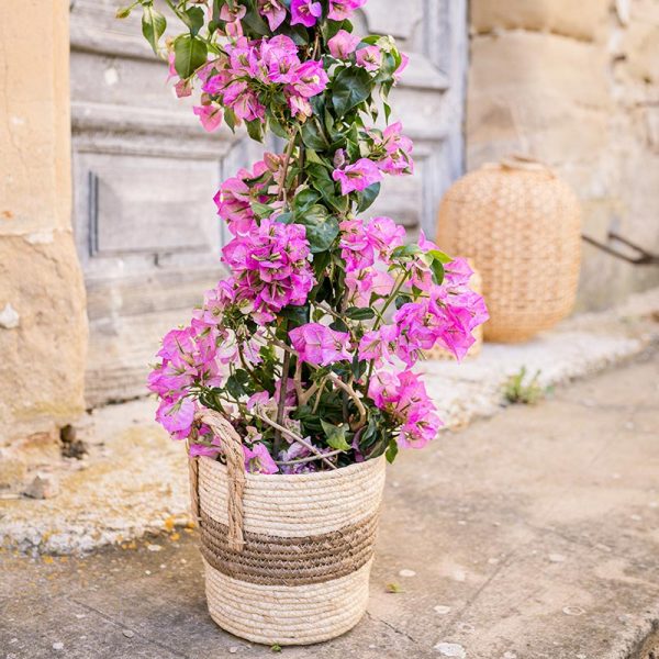 Plante à livrer Bougainvillea pyramide rose en pot