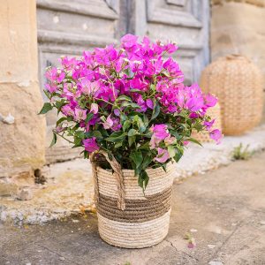 Bougainvillea rose touffe en pot LE BOUGAINVILLEA AGREMENTERA A MERVEILLE VOTRE TERRASSE ENSOLEILLEE. UN AVANT GOÜT DES CÖTES BALNEAIRES Le Charmant Plante