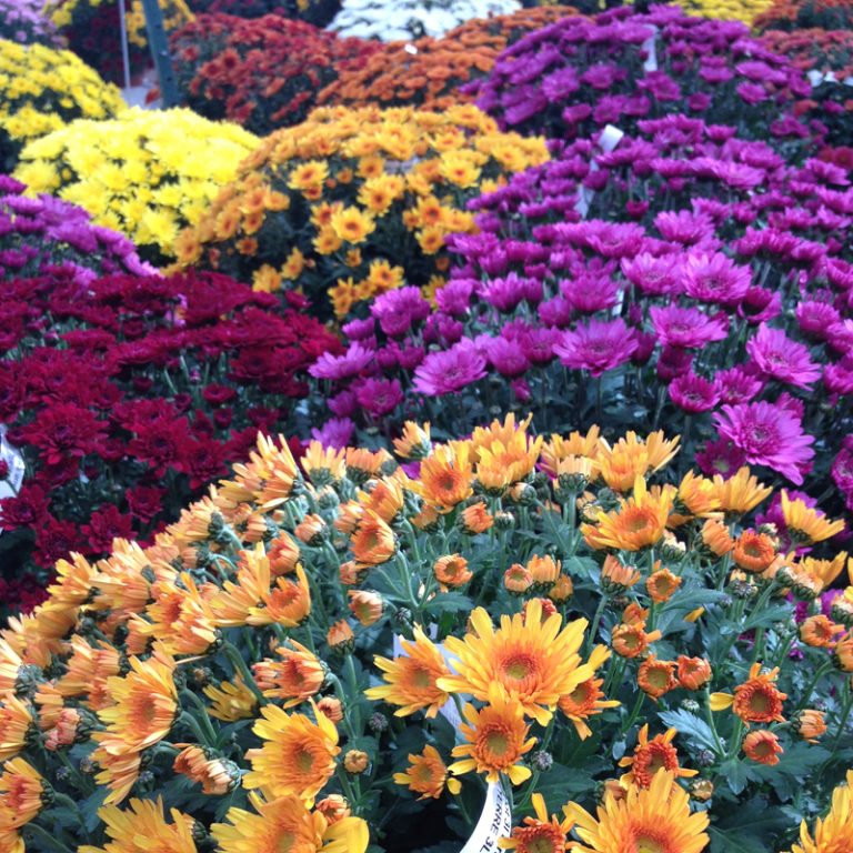 Chrysanthèmes en pot