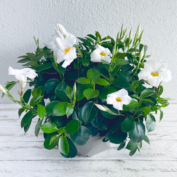 Dipladenia blanc en coupe fleurs d'été