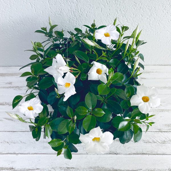 Dipladenia blanc en coupe fleurs d'été