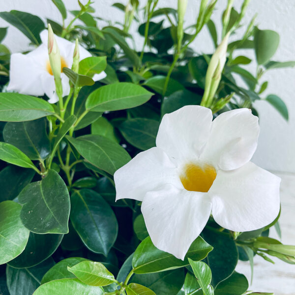 Dipladenia blanc en coupe fleurs d'été