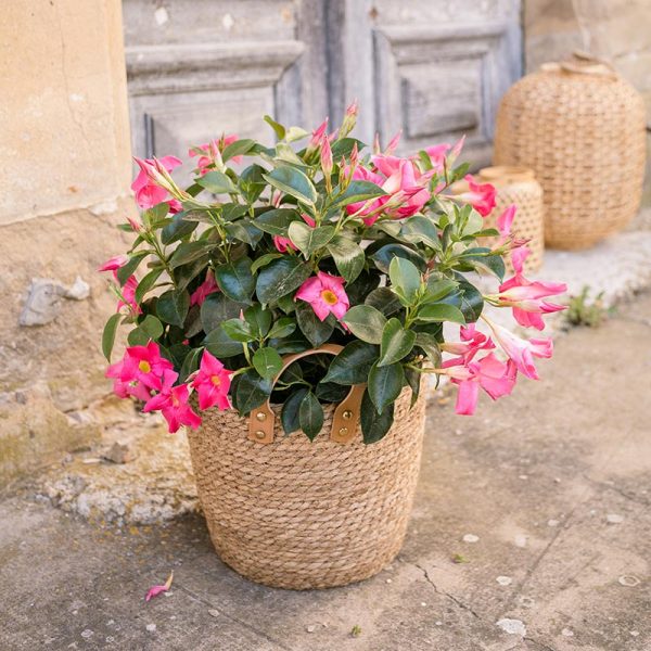 Plante Dipladenia rose en pot à livrer