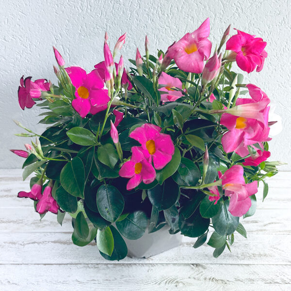 Dipladenia rouge en coupe fleurs d'été