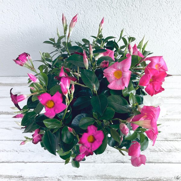 Dipladenia rouge en coupe fleurs d'été