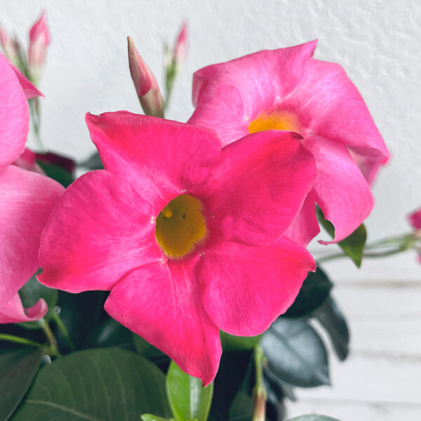 Dipladenia rouge en coupe fleurs d'été