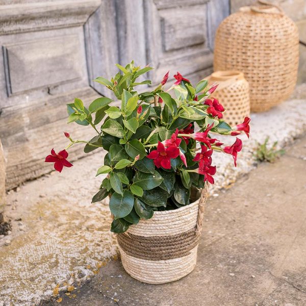 Plante Dipladenia rouge en pot