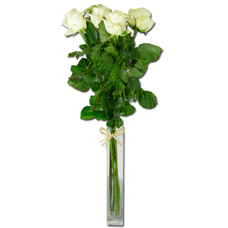 Grandes roses - Pureté blanche - Plus de Fleurs