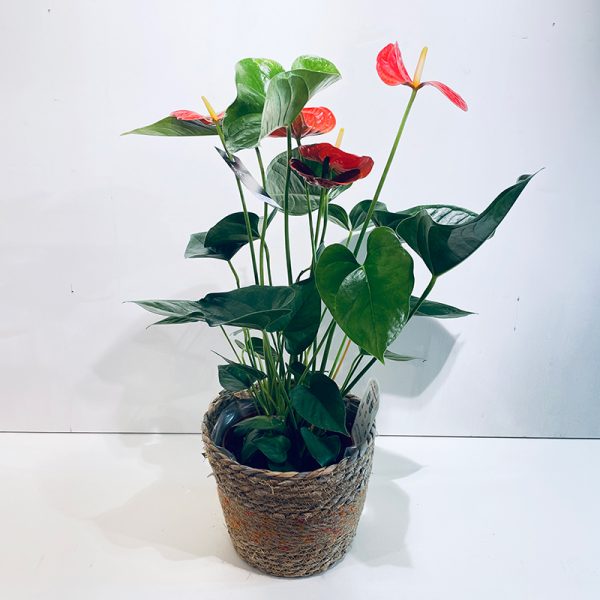 anthurium rouge en pot