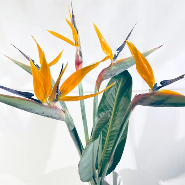 strelitzia oiseau du paradis