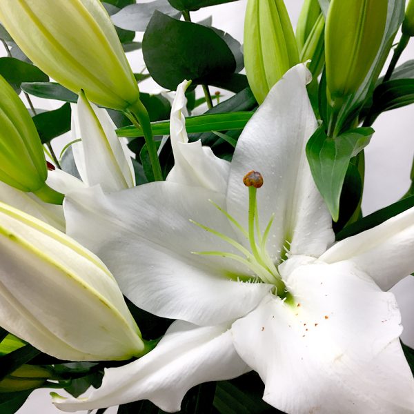 Lys blanc fleurs