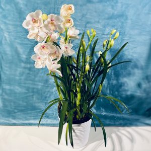 Orchidée Cymbidium blanche rose