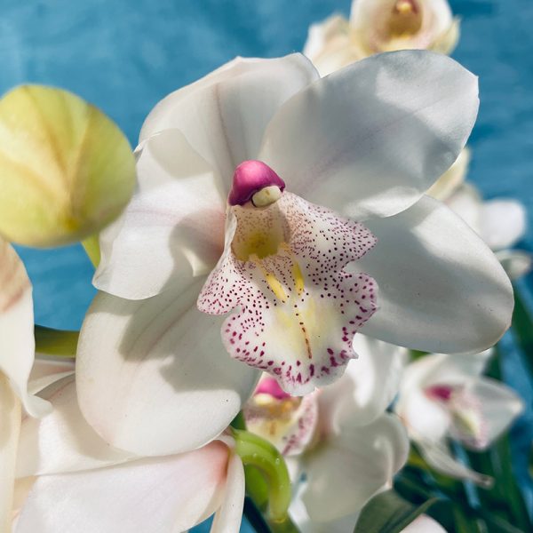 Orchidée Cymbidium blanche rose