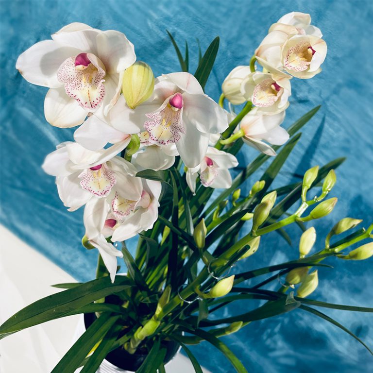 Orchidée Cymbidium blanche rose