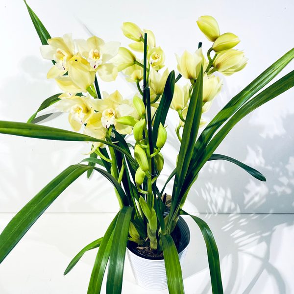 Orchidée Cymbidium verte fleurs