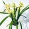 Orchidée Cymbidium Rose Naturelle - Plante En Pot 14 Cm, Hauteur 60-70 Cm, Fleurie Et Parfumée
