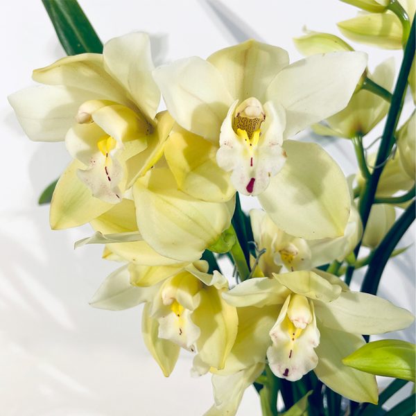 Orchidée Cymbidium verte fleurs