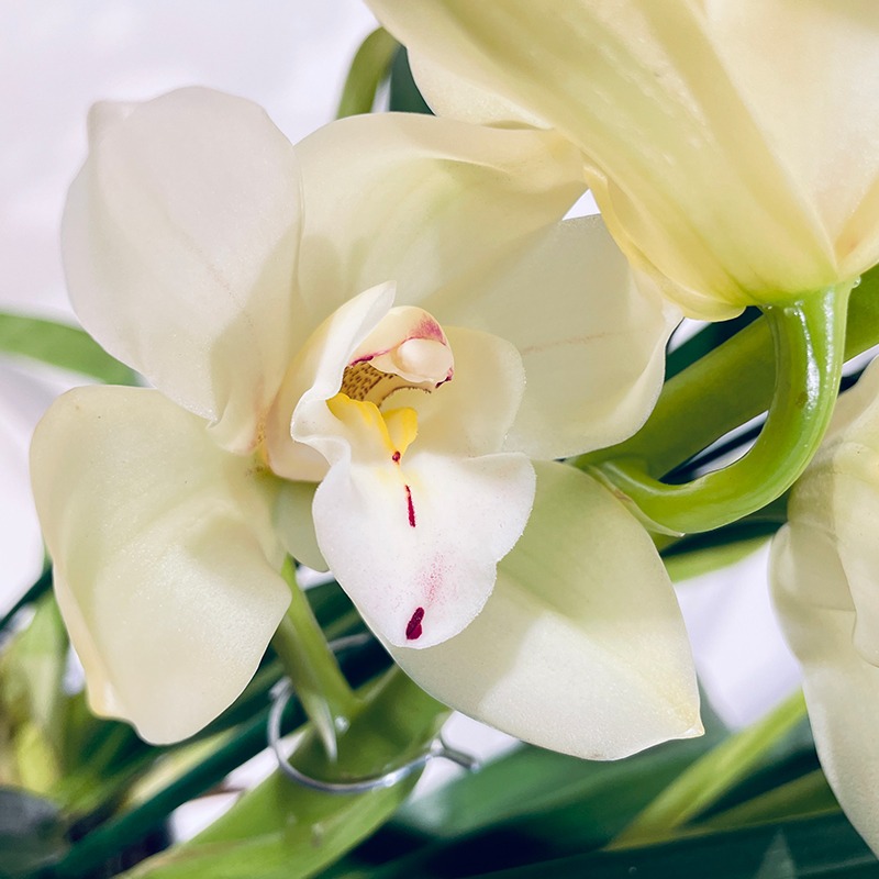 Orchidée cymbidium blanche, 1 grande plante d'intérieur de