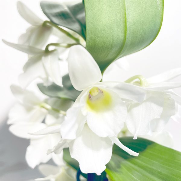 Orchidee Dendrobium blanc fleurir